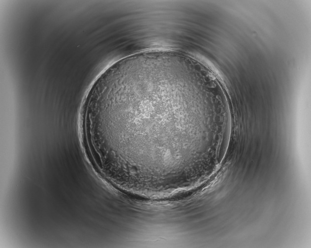 X0000094331243200711021404