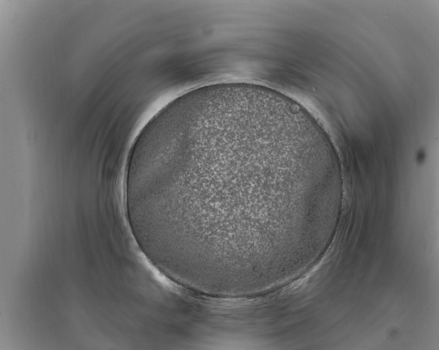X0000094331294200711091356
