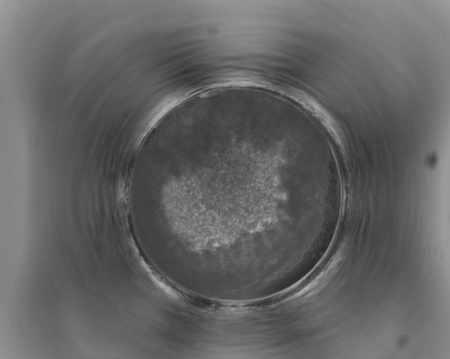 X0000094331385200711091355