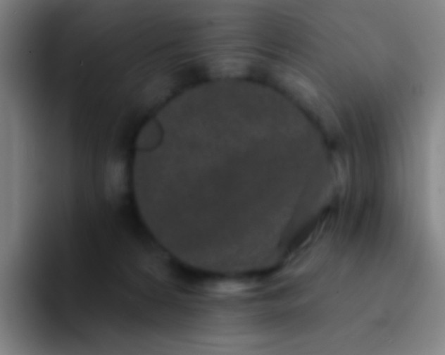 X0000094330224200711161956