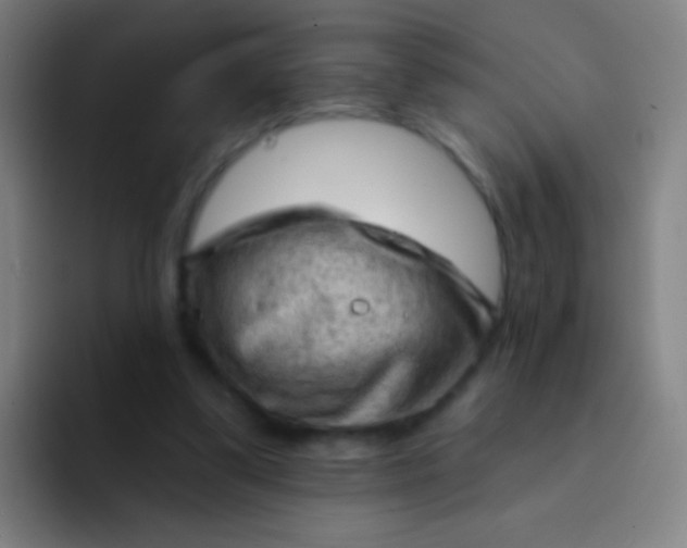 X0000094330299200711161955