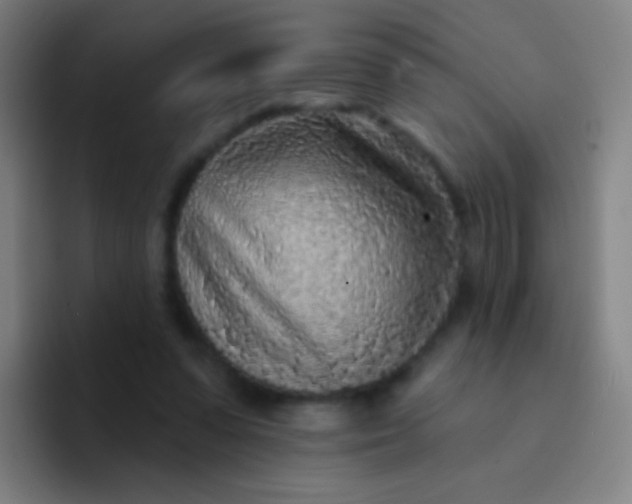 X0000094330303200711161955