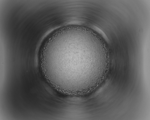 X0000094331027200711161945