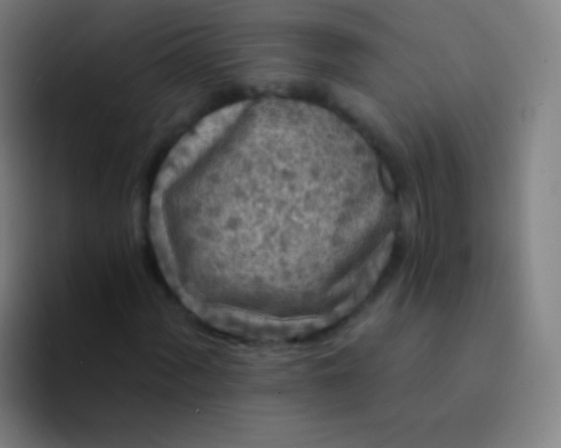 X0000094331060200711161945