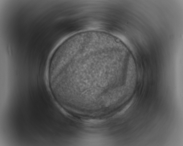 X0000094331294200711161942