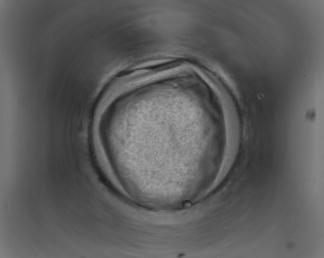 X0000094330010200711241839