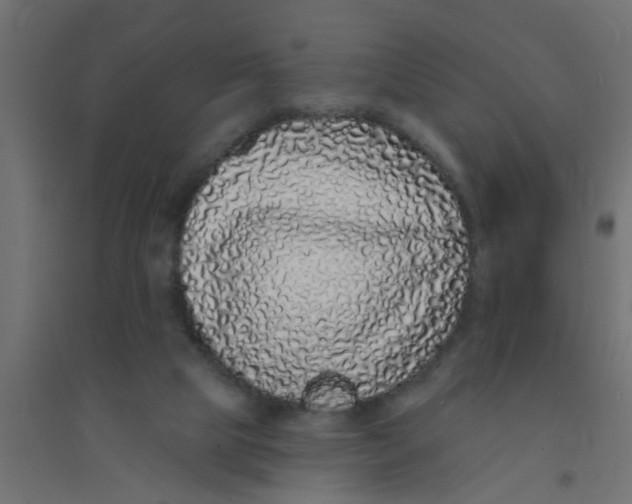 X0000094330065200711241838