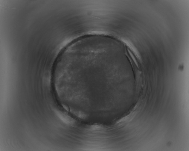 X0000094330204200711241837