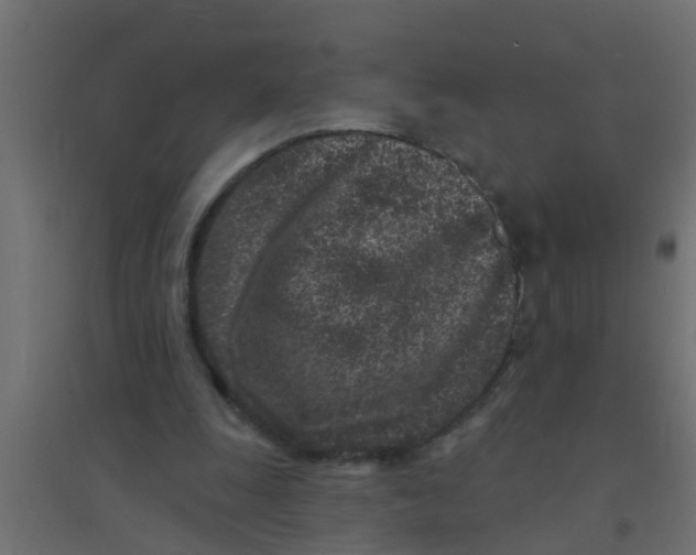 X0000094330247200711241835