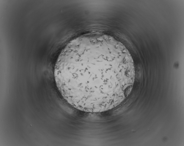 X0000094330573200711241832