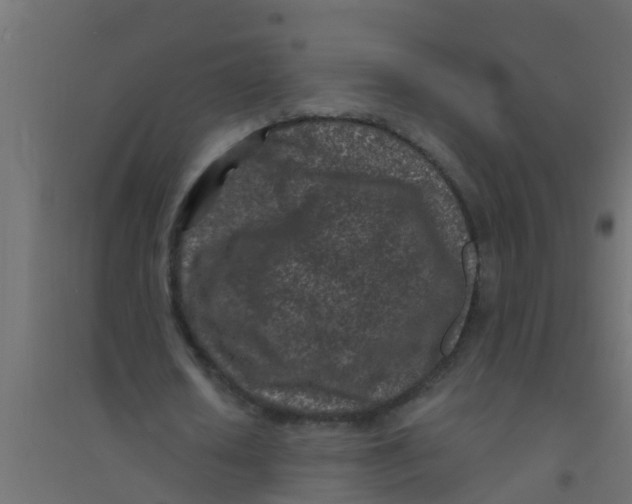 X0000094330626200711241830