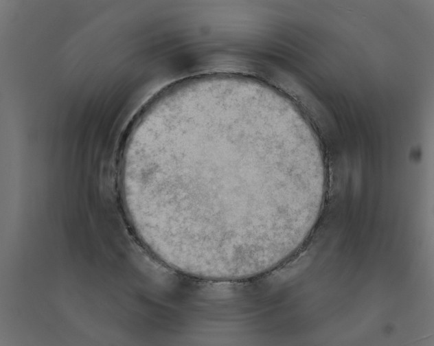 X0000094330828200711241827