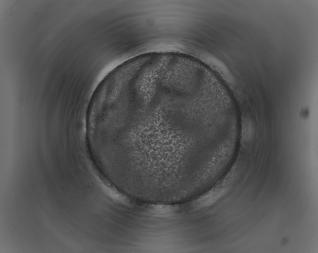 X0000094331226200711241822
