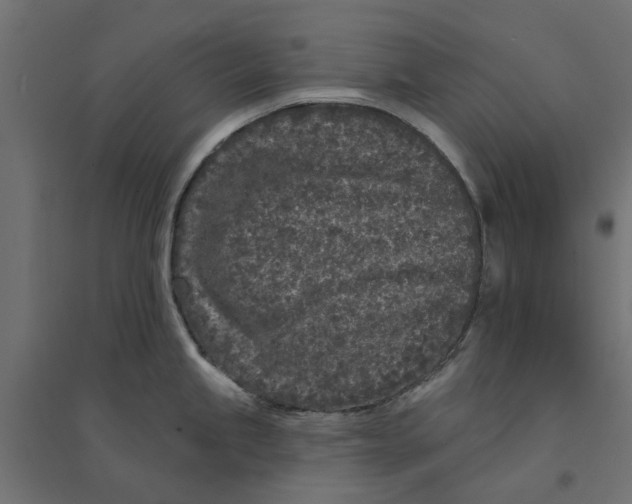 X0000094331245200711241822