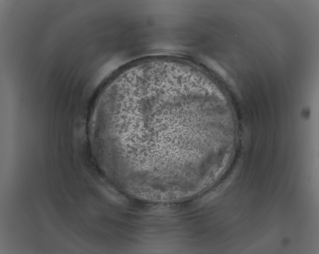 X0000094331259200711241821