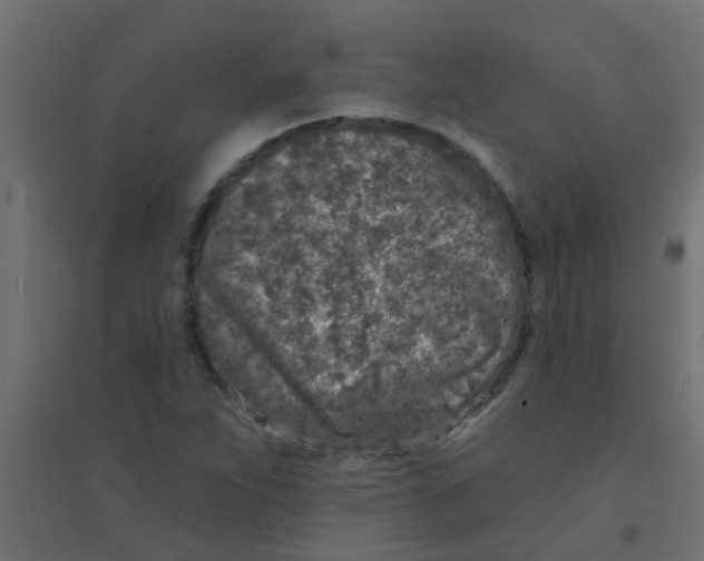 X0000094331263200711241821