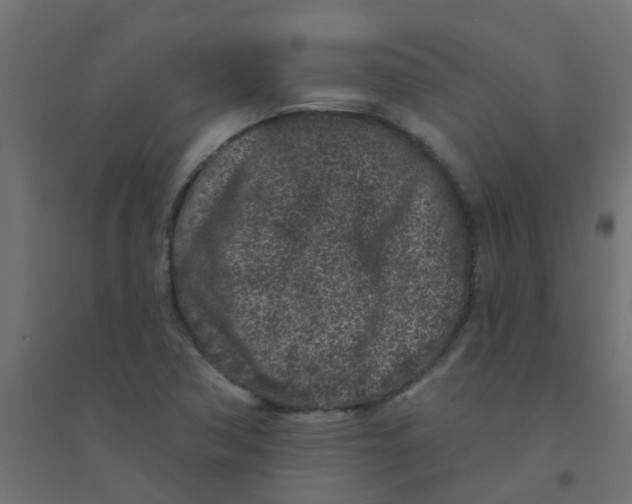 X0000094331362200711241820