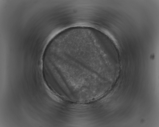 X0000094331372200711241820