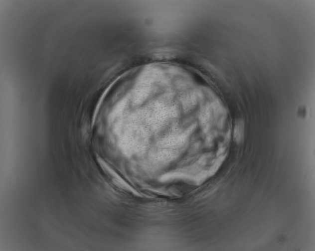 X0000094331444200711241819