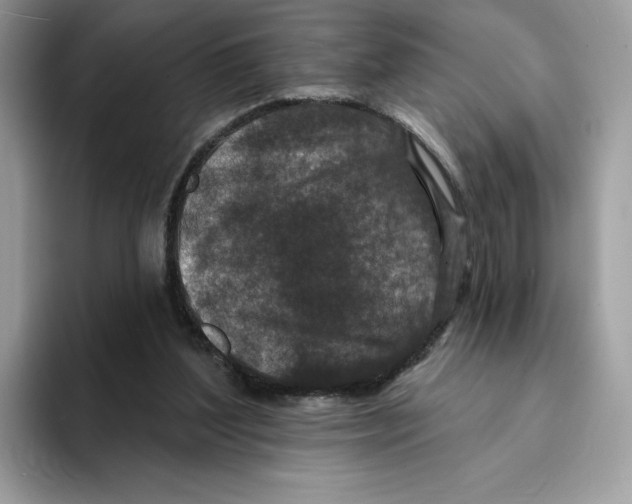 X0000094330204200711301235