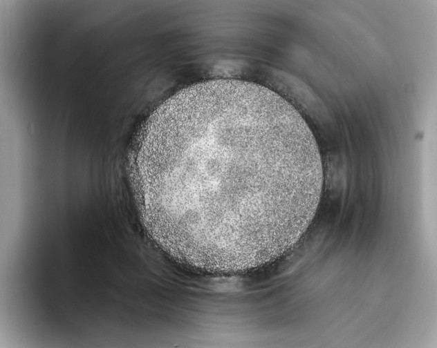 X0000094330363200711301233