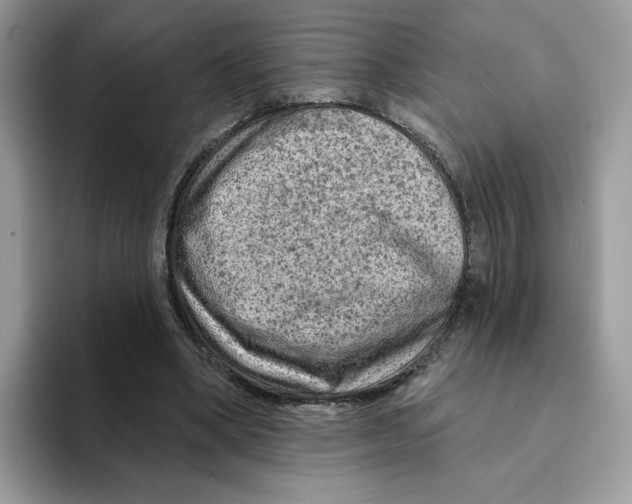 X0000094330394200711301233