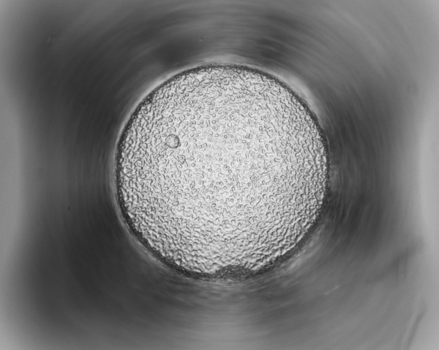 X0000094330903200711301226