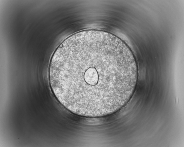 X0000094331338200711301221