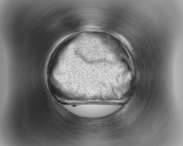 X0000094331435200711301219