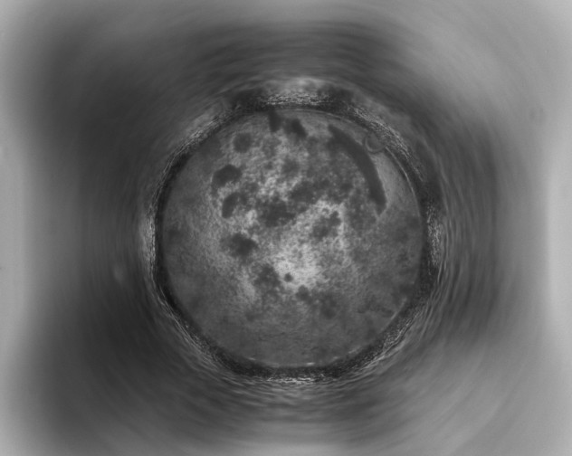 X0000094340729200711021450