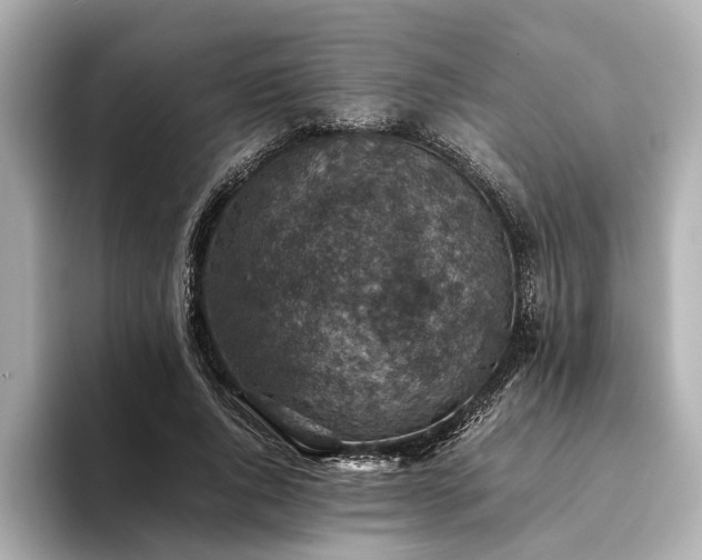 X0000094340736200711021450