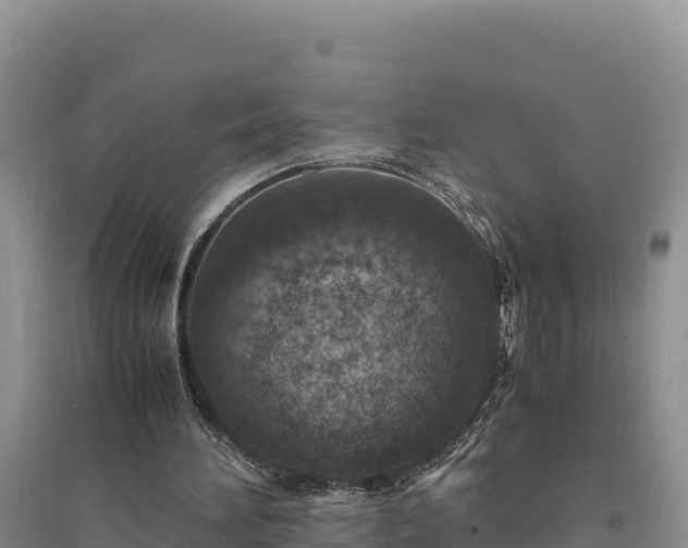 X0000094340196200711091437