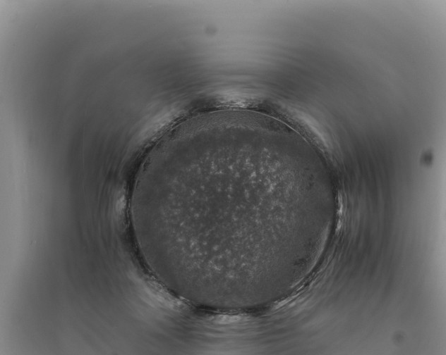 X0000094340314200711091435