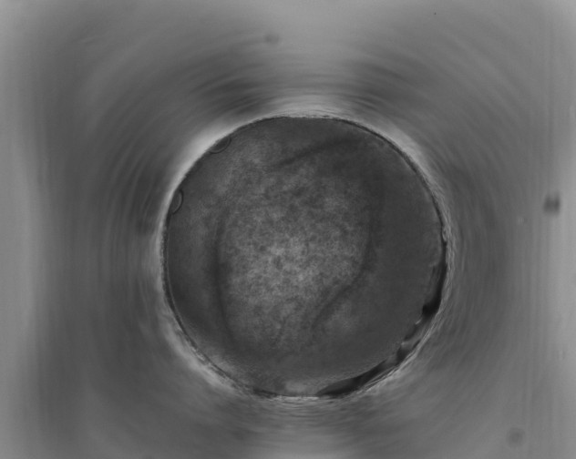 X0000094340864200711091427
