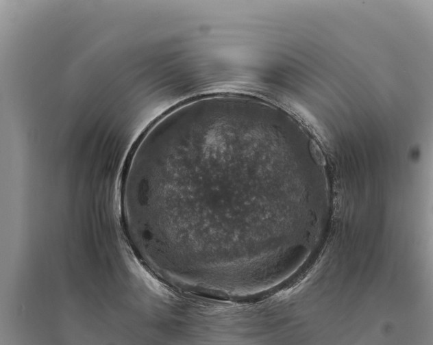 X0000094340892200711091426