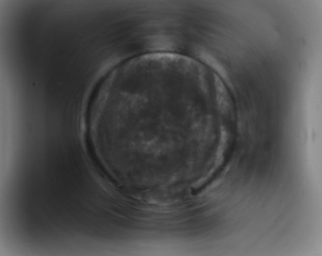 X0000094340059200711162018