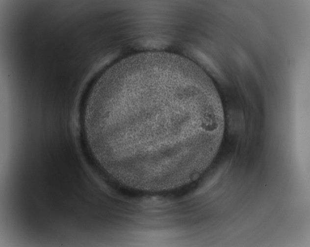 X0000094340634200711162010