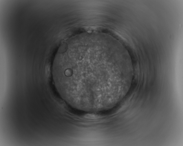 X0000094340699200711162010