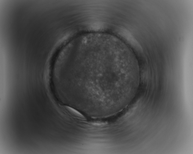 X0000094340736200711162009