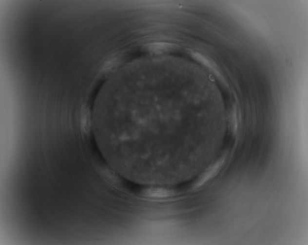 X0000094340766200711162010