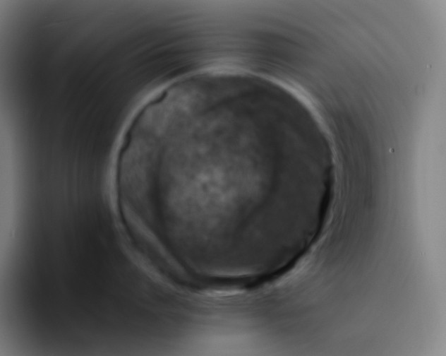 X0000094340864200711162008