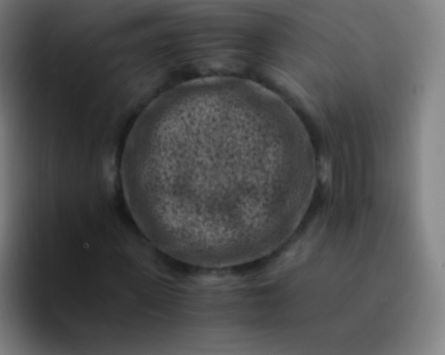 X0000094340915200711162007