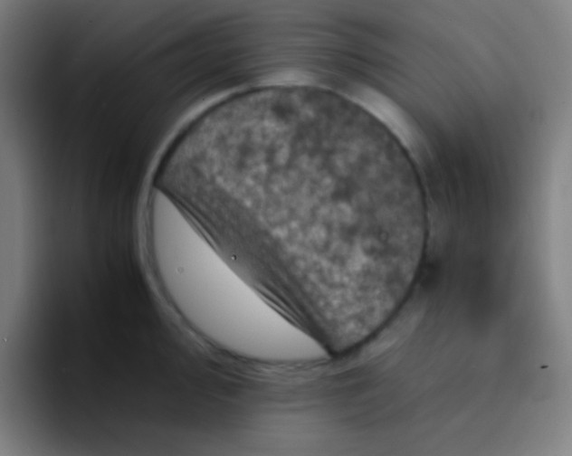 X0000094341000200711162006