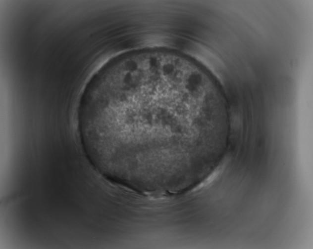 X0000094341023200711162005