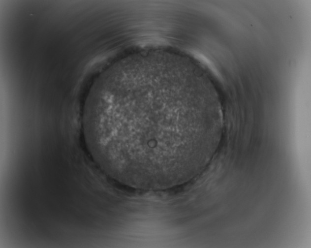 X0000094341063200711162005