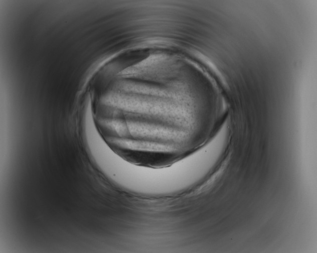 X0000094341066200711162005