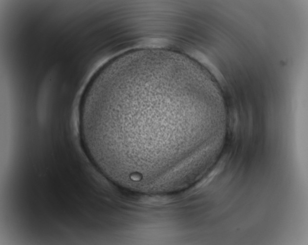 X0000094341083200711162005