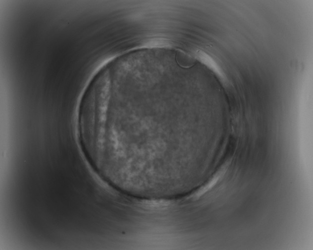 X0000094341087200711162005