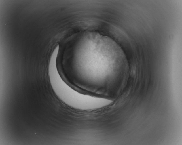 X0000094341108200711162004