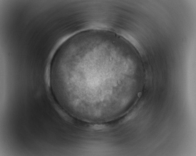 X0000094341128200711162004